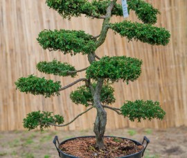 Bonsai Juniperus Repanda 120cm C60